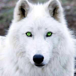 Meet your Posher, Joyce